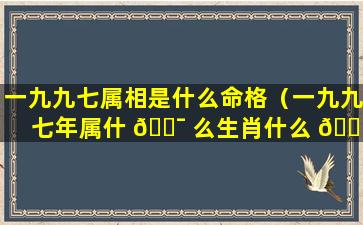 一九九七属相是什么命格（一九九七年属什 🐯 么生肖什么 🐕 命）